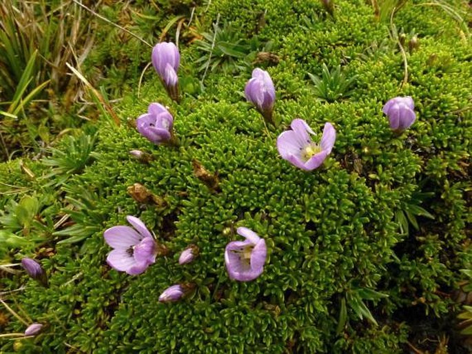 Gentianella cerastioides