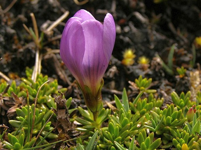 Gentianella cerastioides