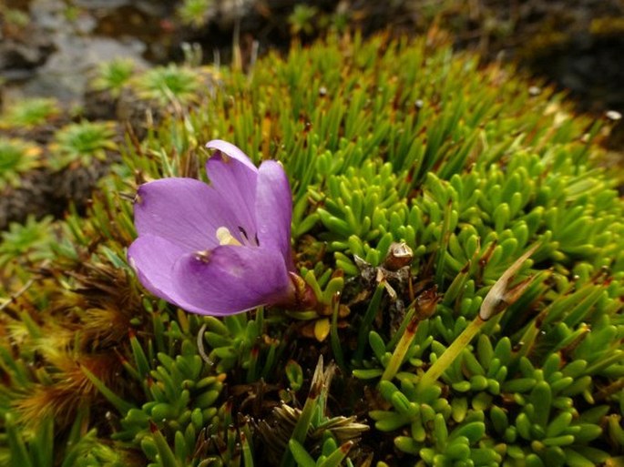 Gentianella cerastioides