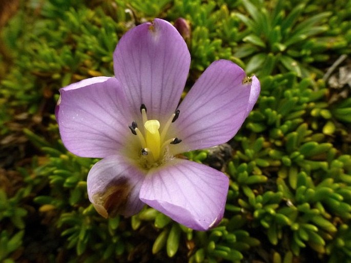 Gentianella cerastioides