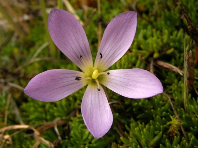 Gentianella cerastioides