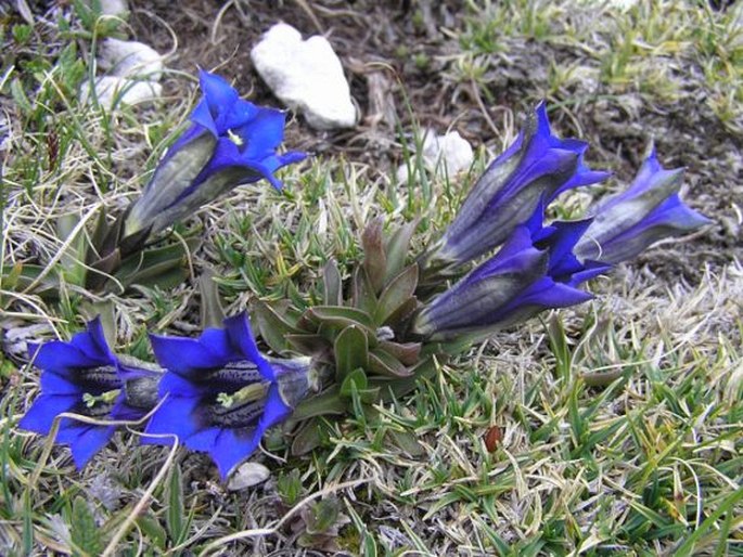 Gentiana clusii