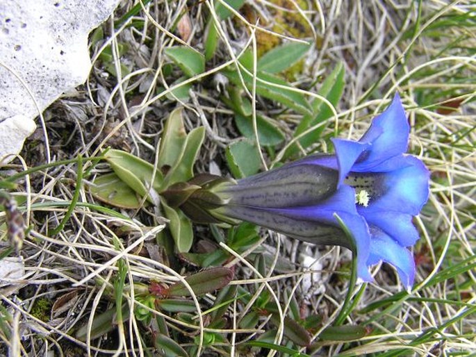 Gentiana clusii