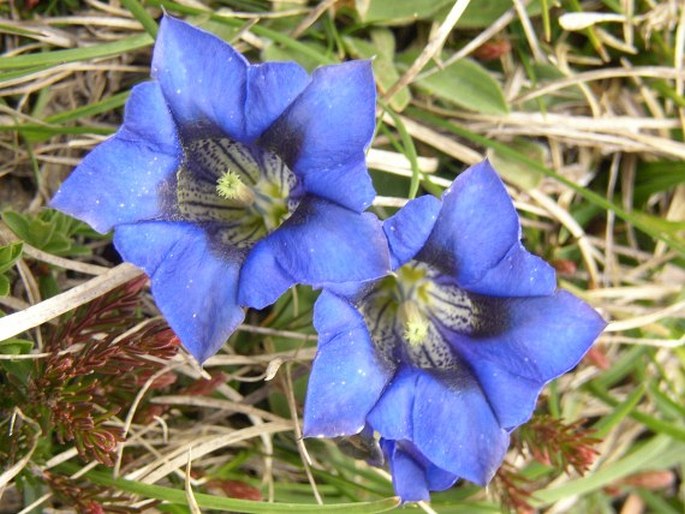 Gentiana clusii