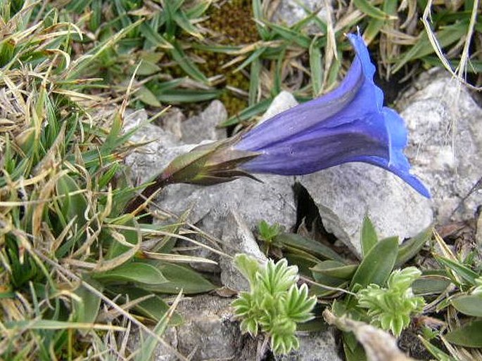 Gentiana clusii - Raxalpe