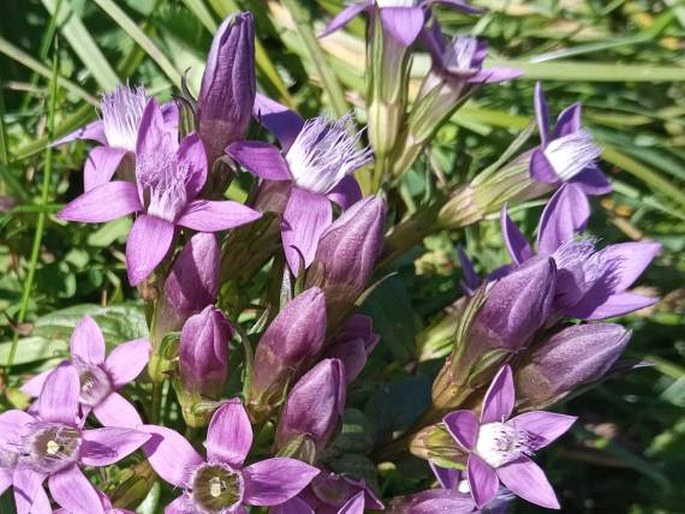 Gentianella fatrae