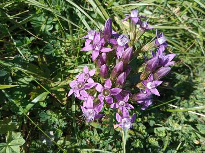 Gentianella fatrae