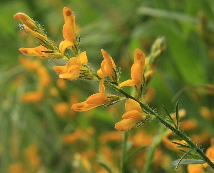 GENISTA ARISTATA C. Presl - kručinka