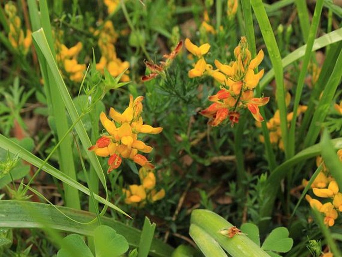 GENISTA ARISTATA C. Presl – kručinka | BOTANY.cz