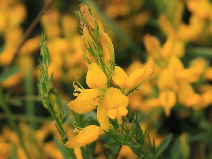 Genista aristata