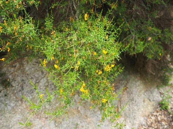 Genista corsica