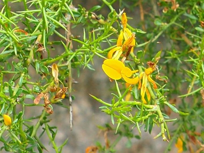 Genista corsica