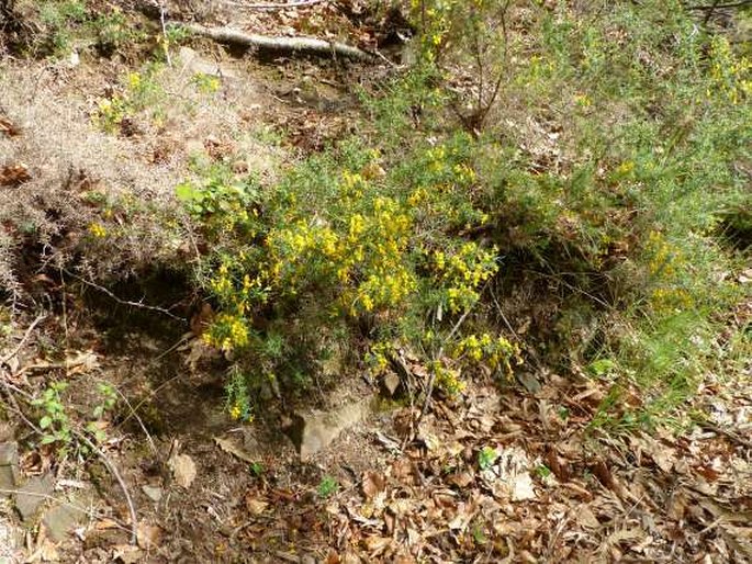 Genista falcata