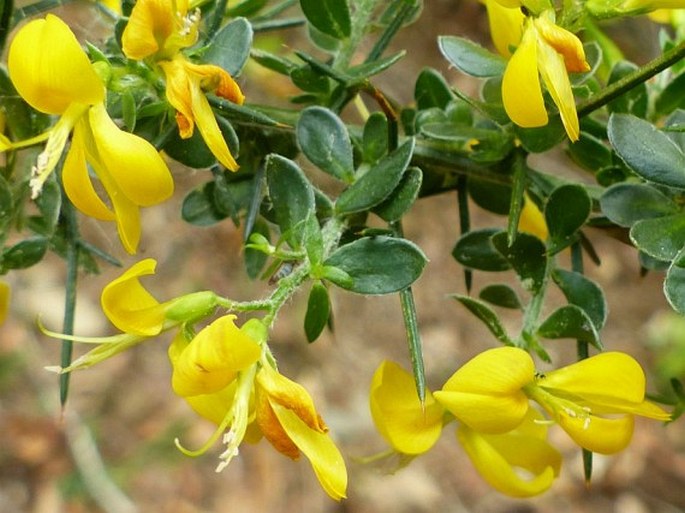 Genista falcata