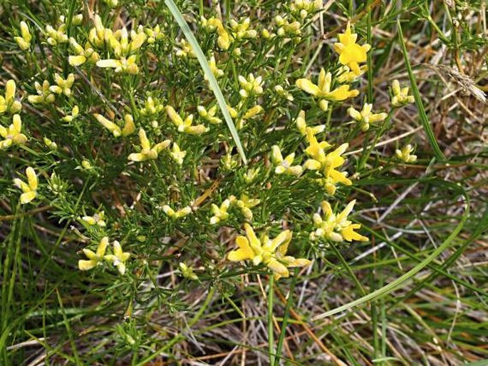 Genista hassertiana