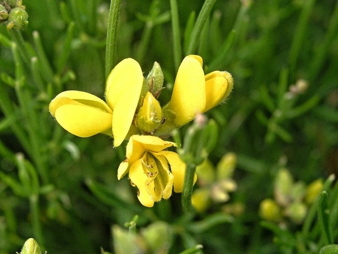 Genista radiata