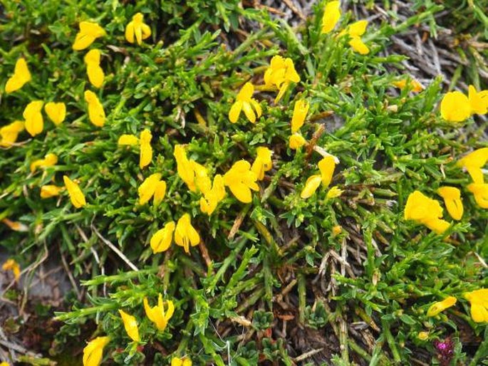 GENISTA LEGIONENSIS (Pau) M. Laínz – kručinka