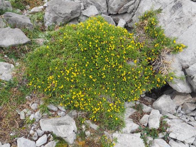 Genista legionensis