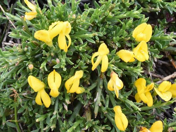 Genista legionensis