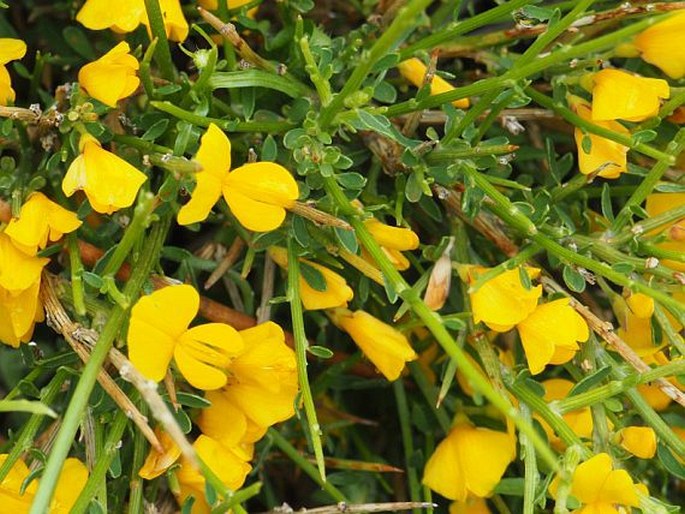 Genista salzmannii var. lobelioides