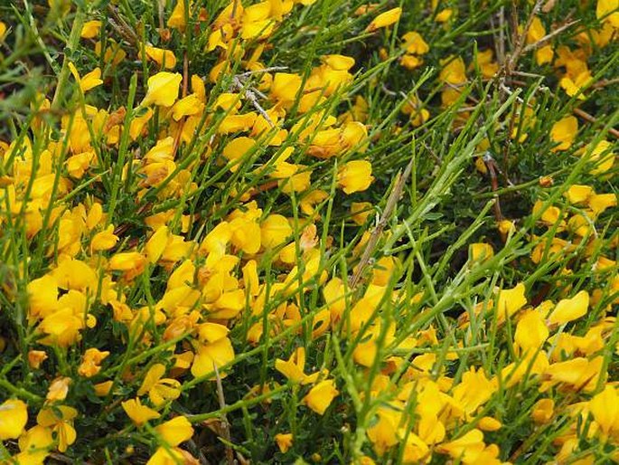 Genista salzmannii var. lobelioides