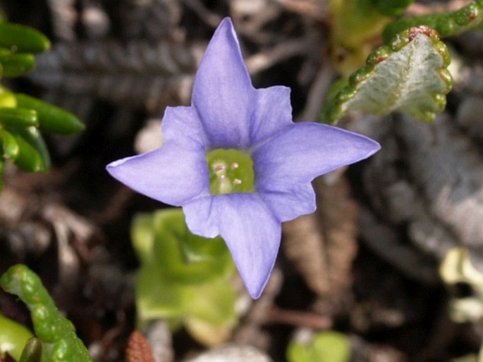 GENTIANA PROSTRATA Haenke – hořec / horec