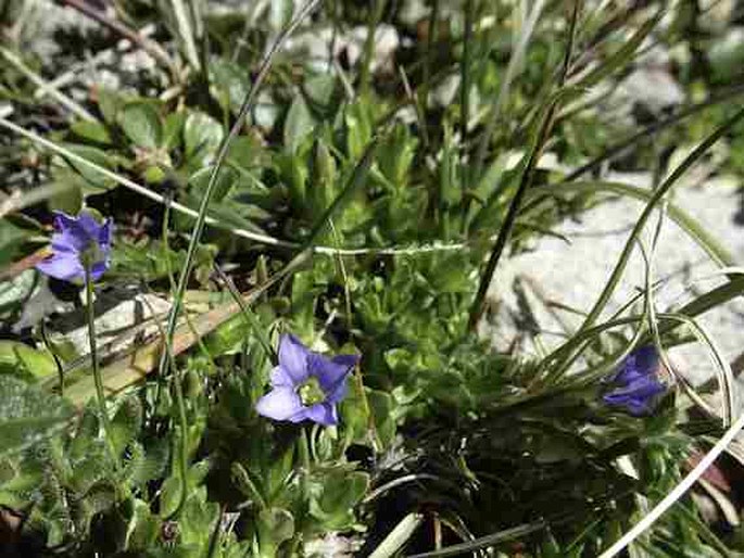 Gentiana prostrata