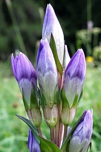 Gentianella rhaetica