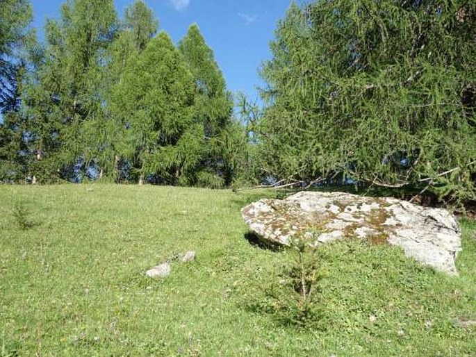 Gentianella rhaetica