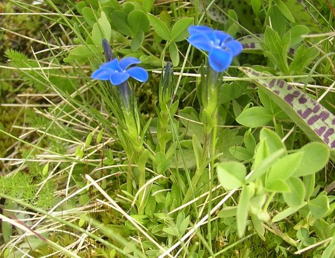 Gentiana rostanii