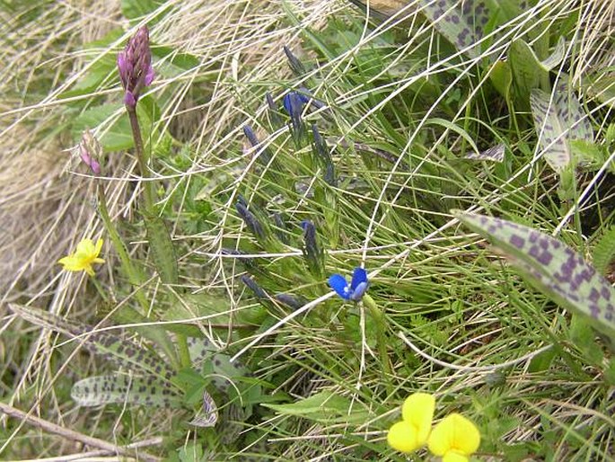 Gentiana rostanii