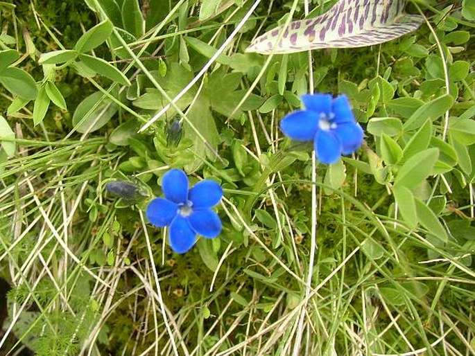 Gentiana rostanii