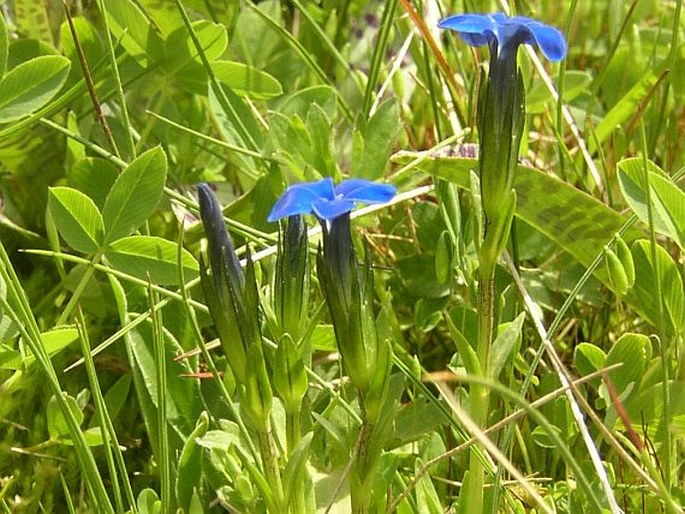 GENTIANA ROSTANII Reut. ex Verlot