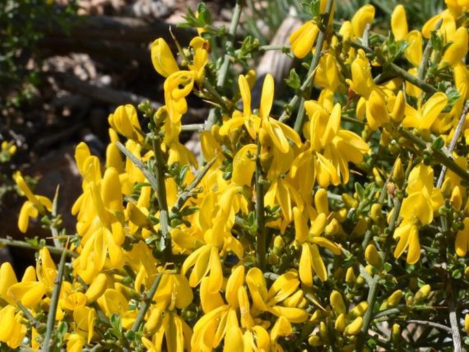 Genista scorpius