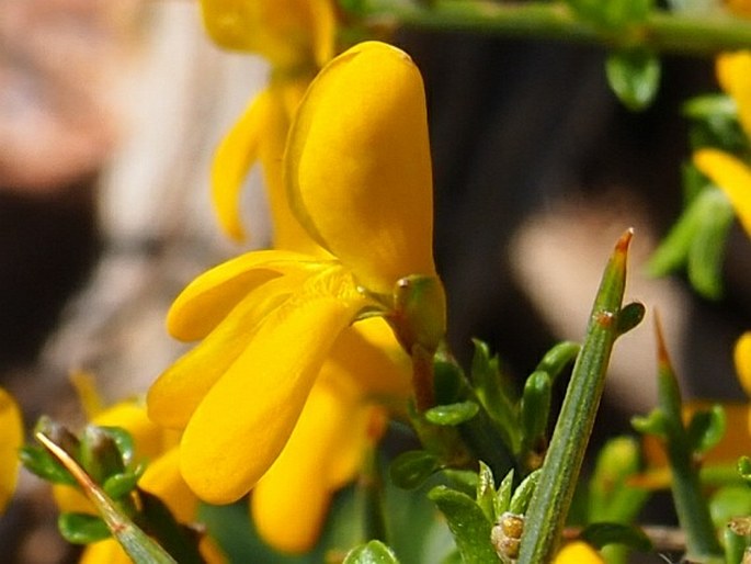 Genista scorpius