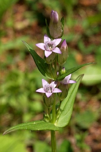 Gentianella amarella subsp. acuta