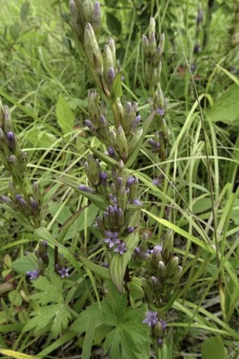 Gentianella amarella subsp. acuta