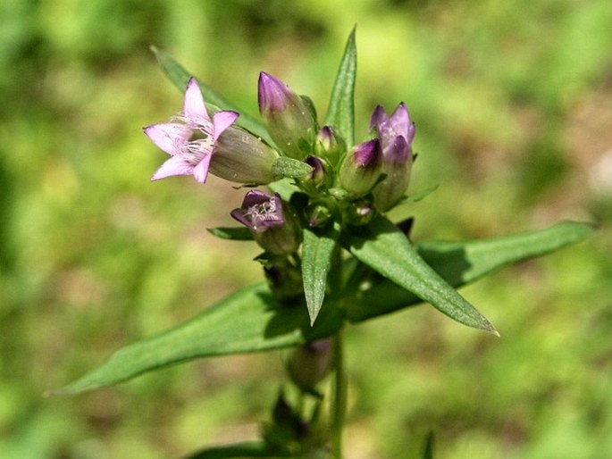 Gentianella amarella subsp. acuta