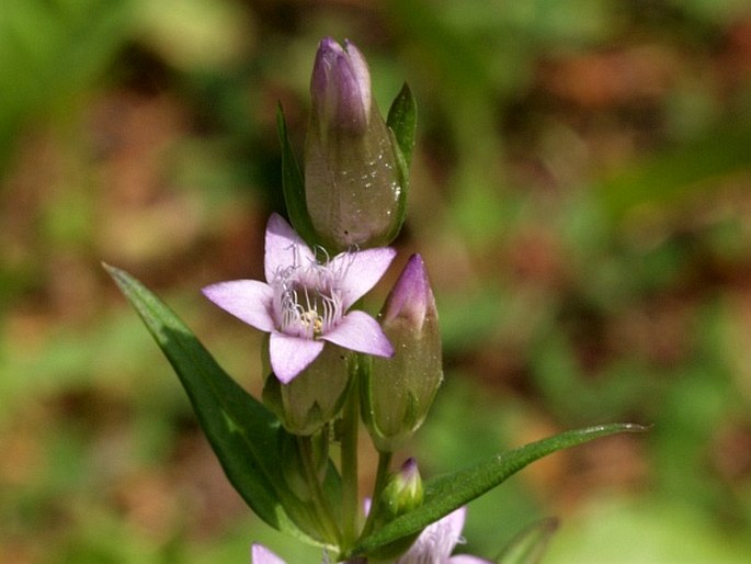 GENTIANELLA AMARELLA subsp. ACUTA (Michx.) J. M. Gillett – hořeček nahořklý ostrý / horček