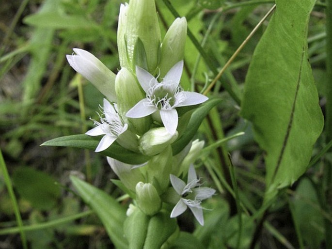 Gentianella amarella subsp. acuta