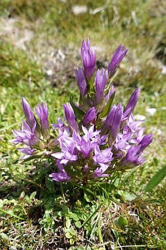 Gentianella anisodonta