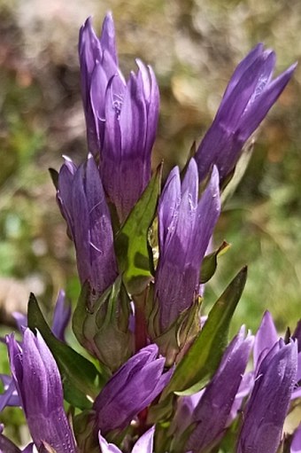 Gentianella anisodonta