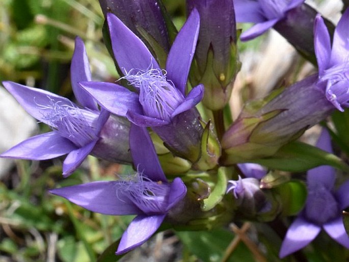 Gentianella anisodonta