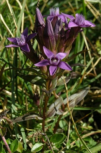 Gentianella lutescens subsp. carpatica