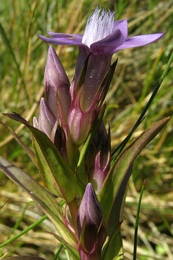 Gentianella lutescens subsp. carpatica