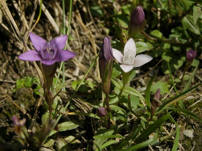 Gentianella lutescens subsp. carpatica