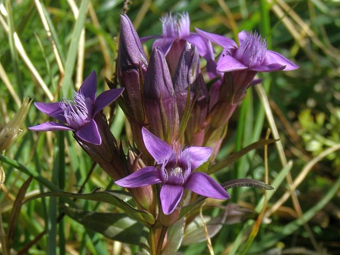 GENTIANELLA LUTESCENS subsp. CARPATICA (Wetts.) Holub – hořeček žlutavý karpatský / horček žltkavý karpatský