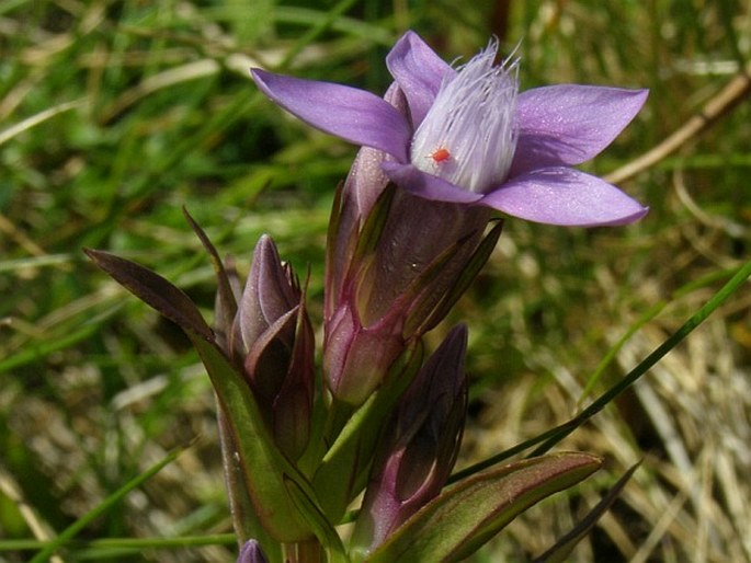 Gentianella lutescens subsp. carpatica