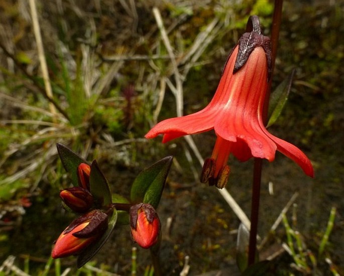 Gentianella cernua