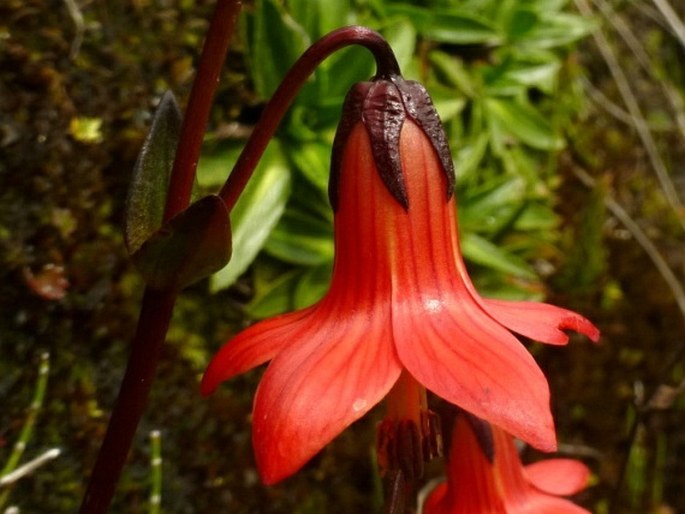 GENTIANELLA CERNUA (Kunth) Fabris - hořeček / horček